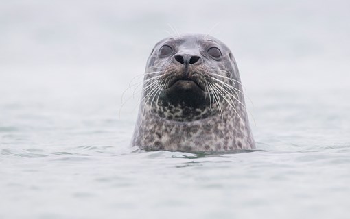 Zeehond Neeltje Jans