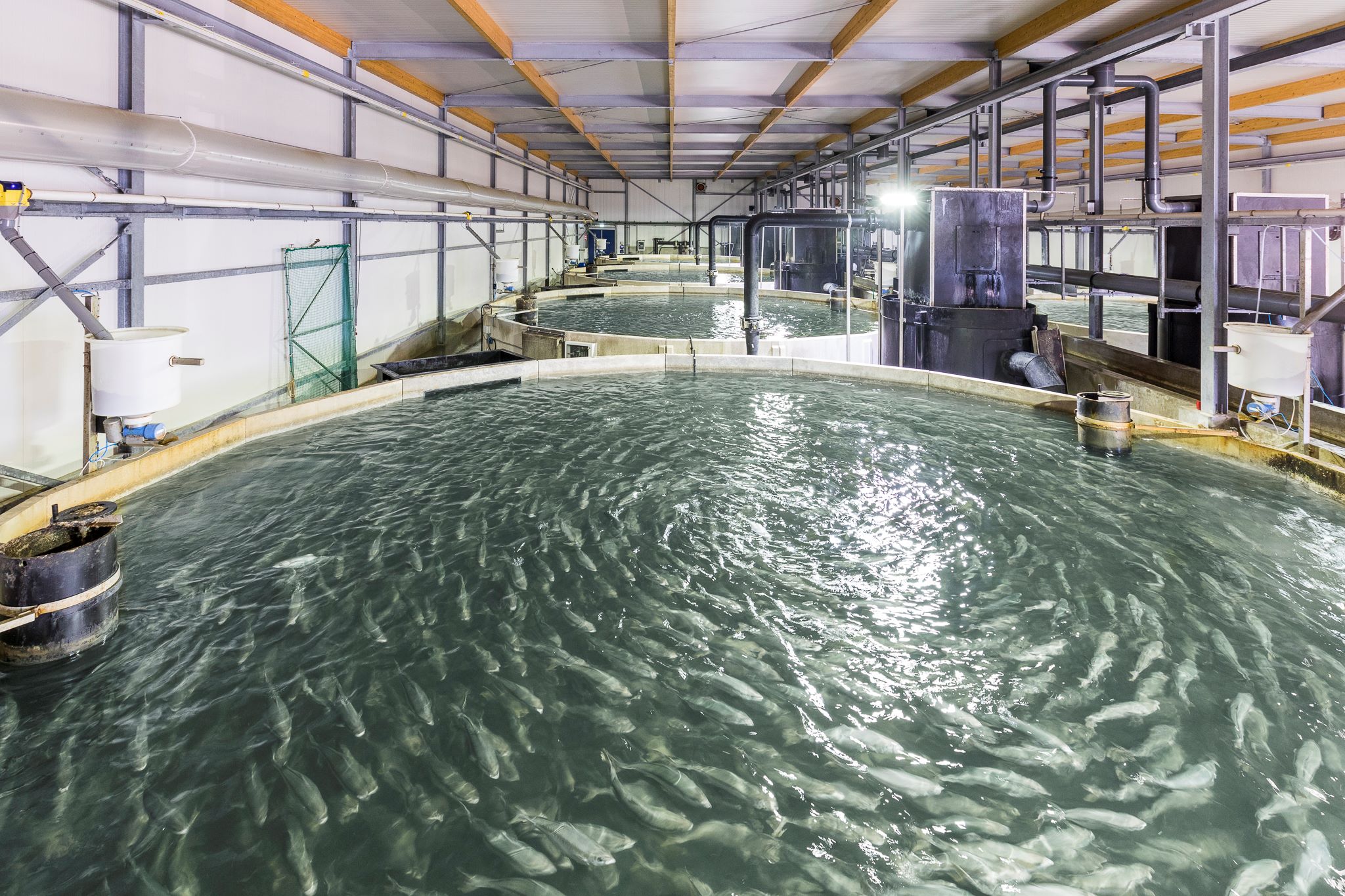 Bassins bij The Kingfish Company