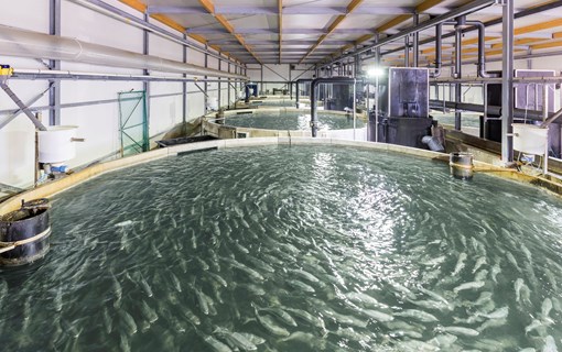 Bassins bij The Kingfish Company