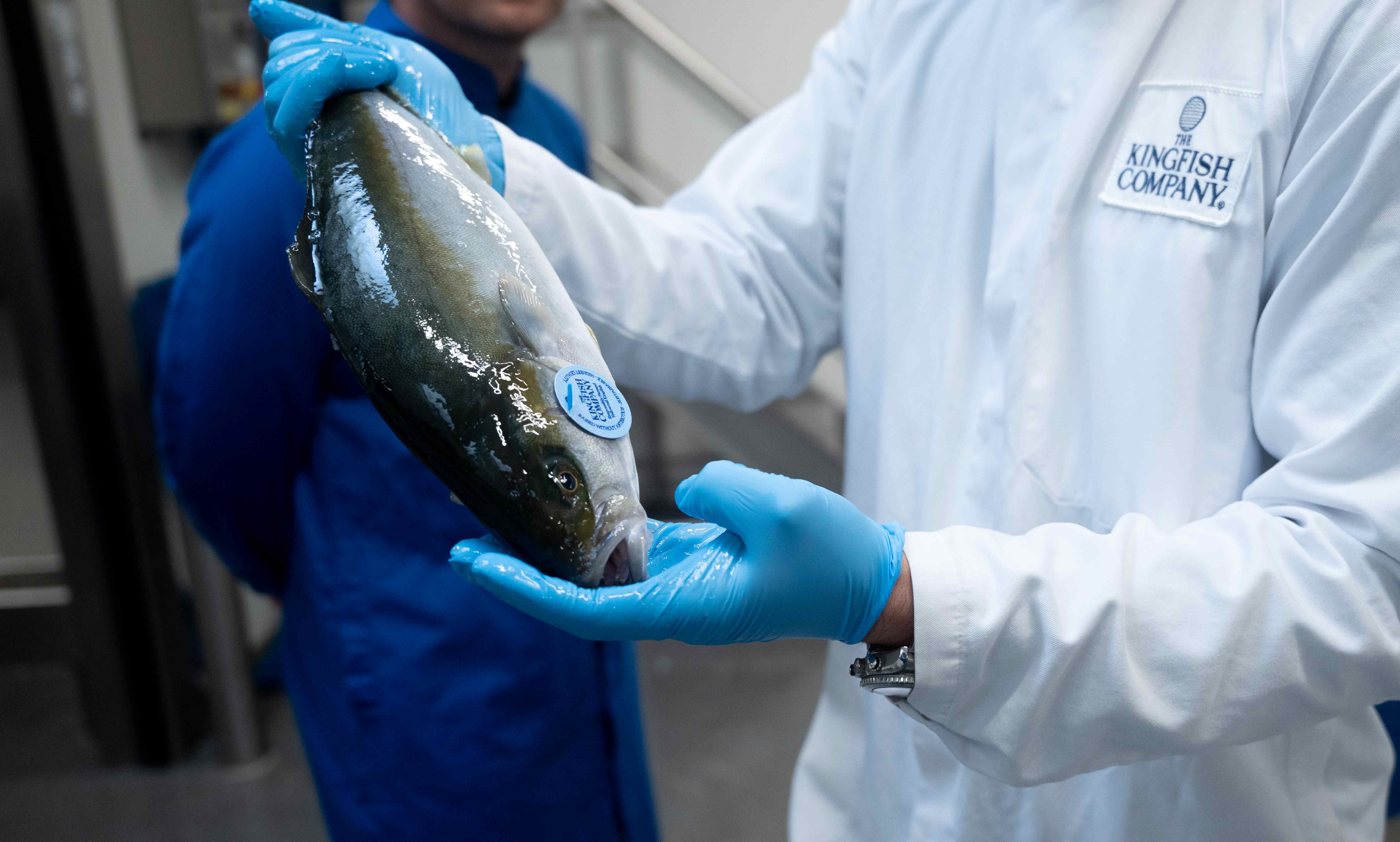 Vis bij The Kingfish Company