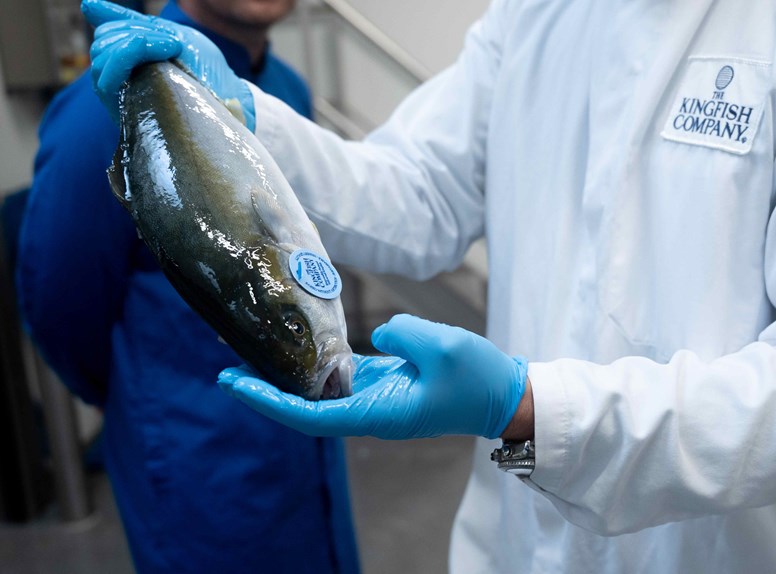 Vis bij The Kingfish Company