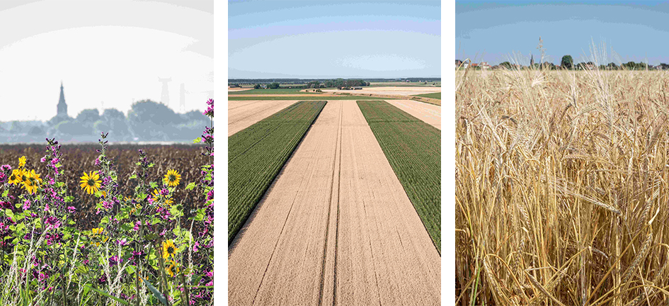 Collage met bloemrijke randen, strokenteelt en verdund zaaien