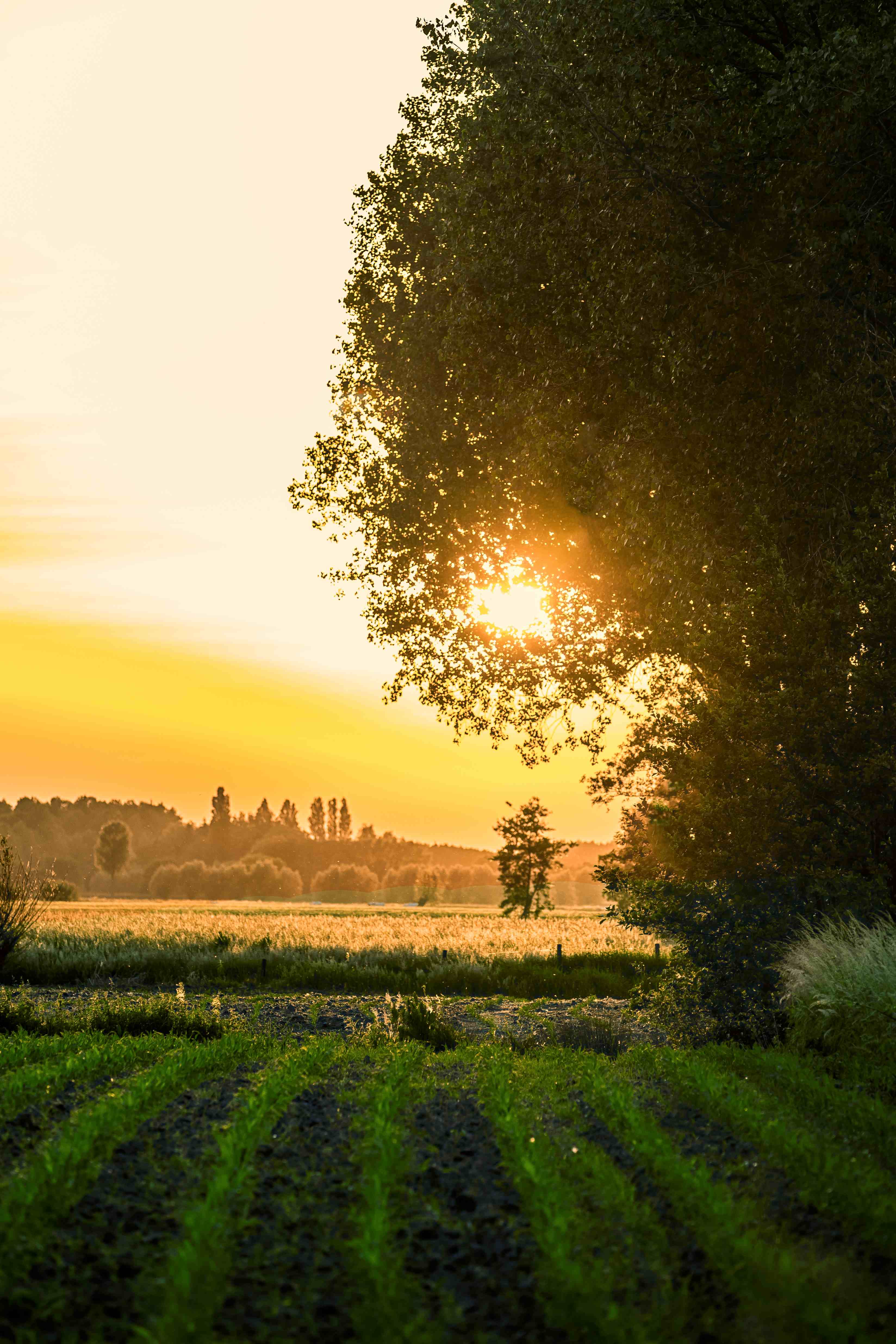 Polderlandschap in Zeeuws-Vlaanderen