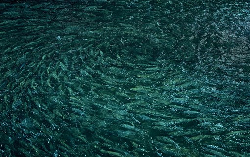Vissen in ronde tank bij The Kingfish Company