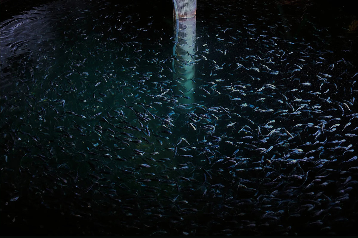 Yellowtail Kingfish in het water