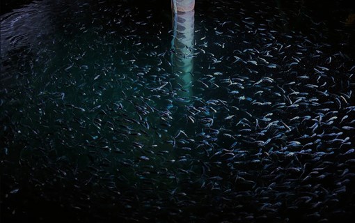 Yellowtail Kingfish in het water