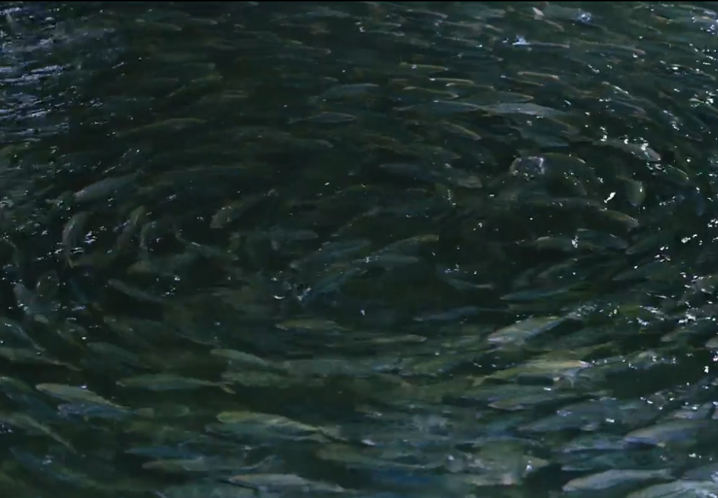 Vissen in een bassin bij The Kingfish Company