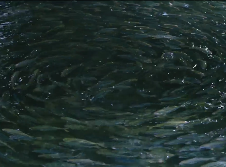Vissen in een bassin bij The Kingfish Company