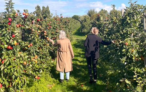 appels plukken boomgaard