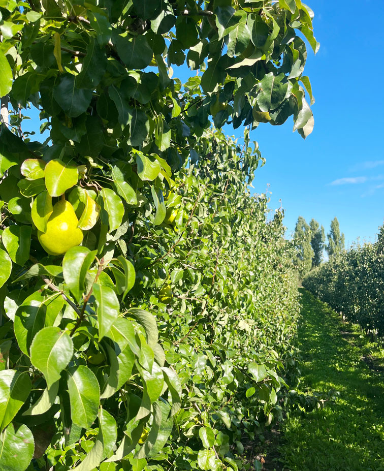 peren boomgaard