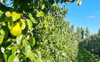 peren boomgaard