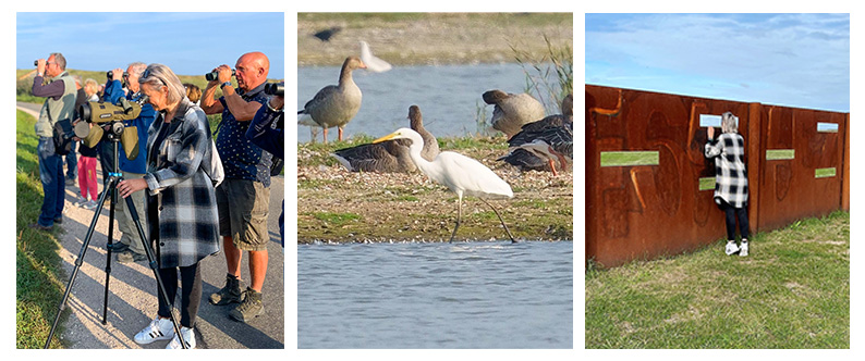 collage vogels