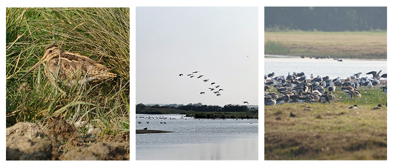 Collage vogels 2