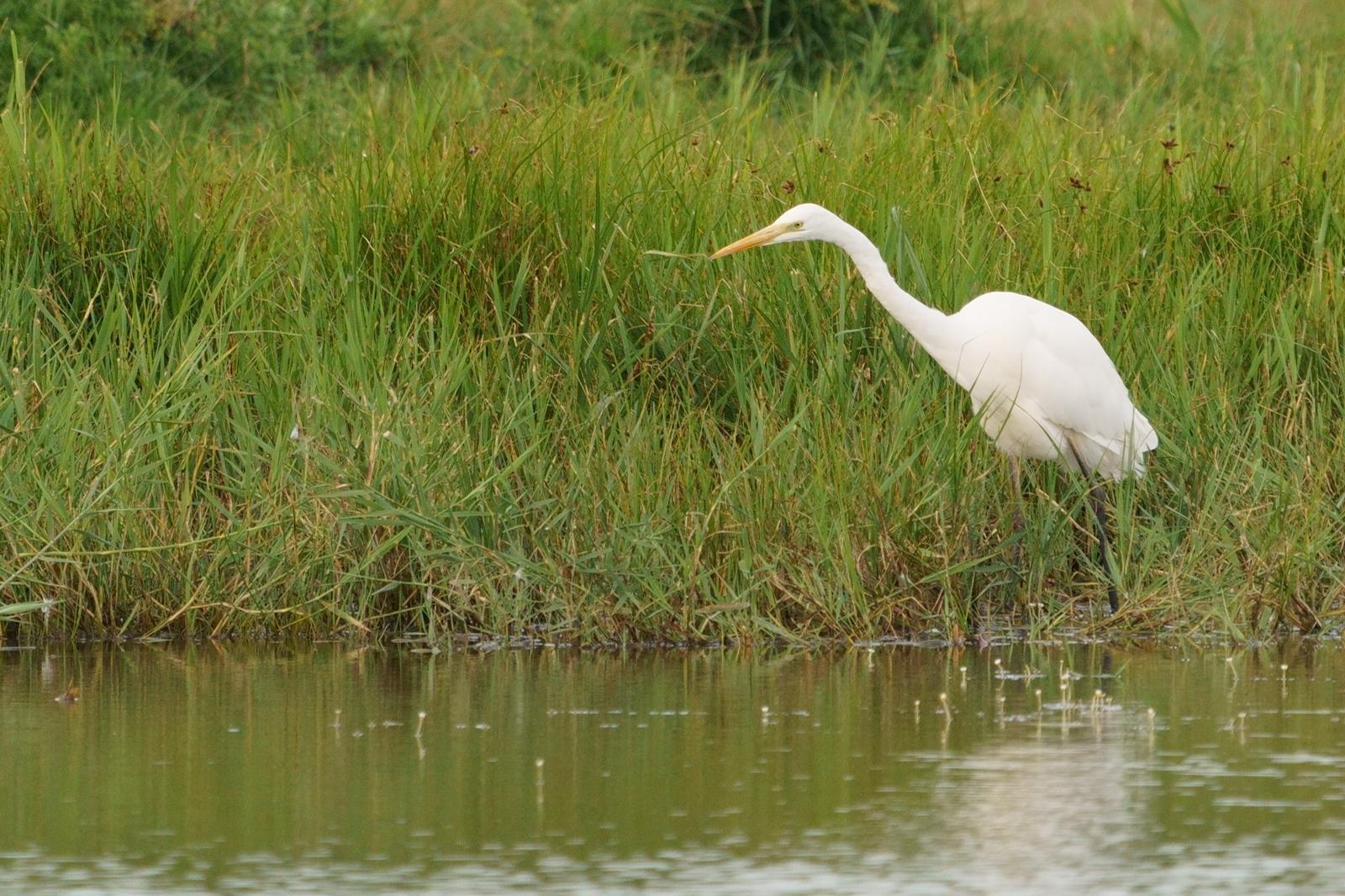 Grote zilverreiger