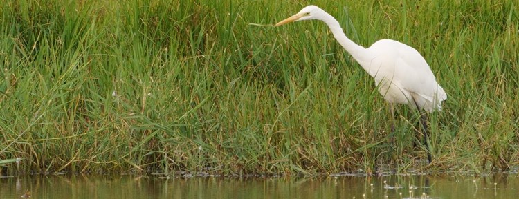 Grote zilverreiger