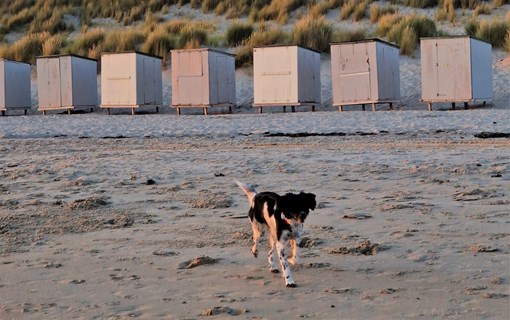 Met de hond naar het strand in Westenschouwen