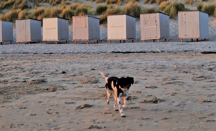 Met de hond naar het strand | Zeeland.com