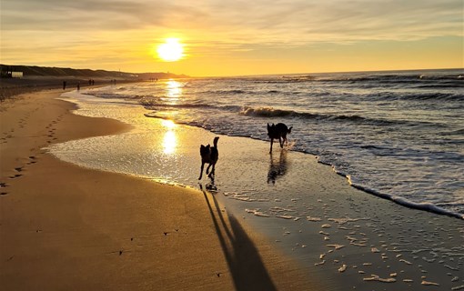 Met de hond naar het strand in Oostkapelle