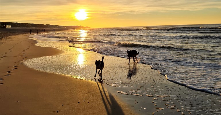 Walking your dog on the beach