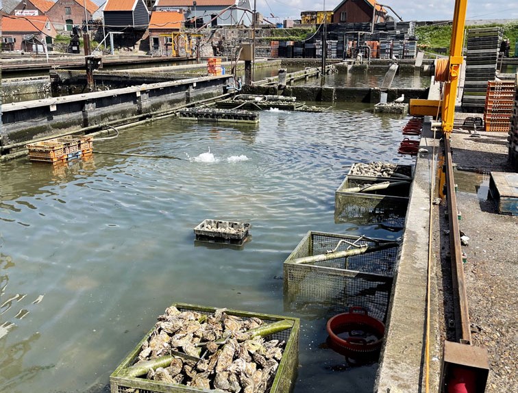 Onze eerste wandeltip in Zeeland! Yerseke oesterputten, proef ze tijdens de wandelroute Proef de Oosterschelde! 