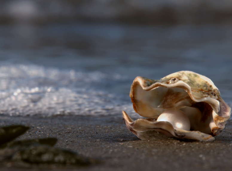 Oester met parel, Zeeland heeft prachtige parelroutes.