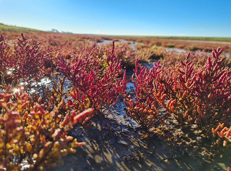 Wandelen tijdens de herfst in Zeeland bij de Prunjepolder kan prachtige plaatjes opleveren!