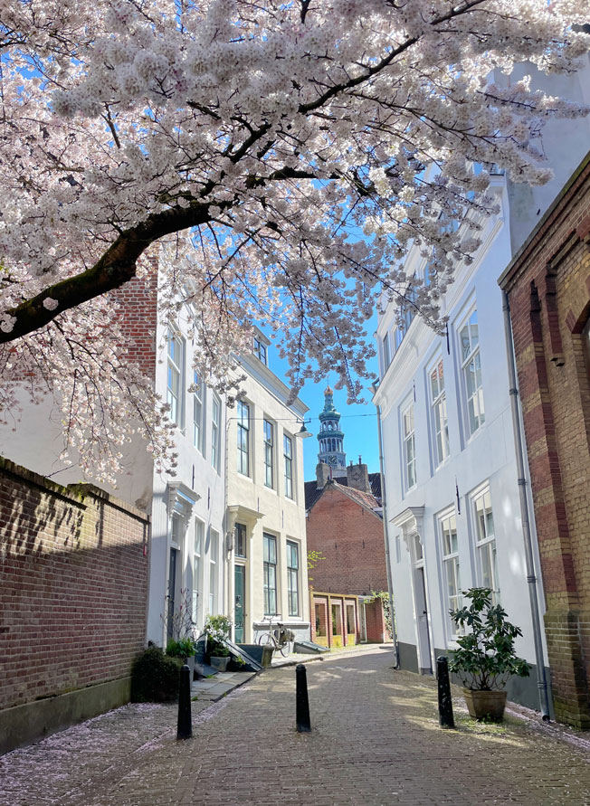 Middelburg Lente Bloesem Boom