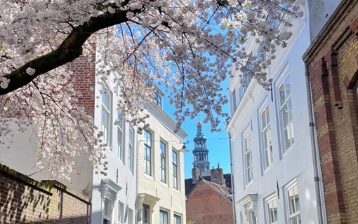 Middelburg Lente Bloesem Boom
