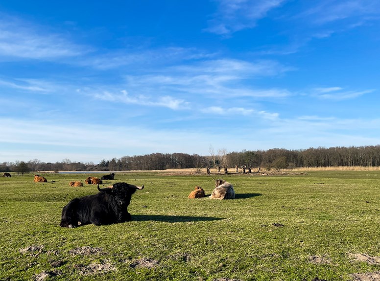 Hooglander-zwin-zeeuws-vlaanderen