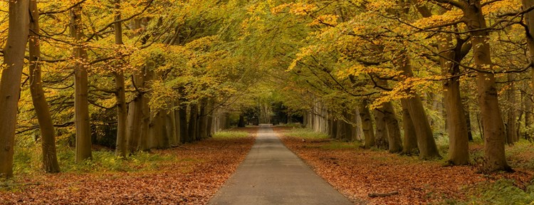 bos herfst