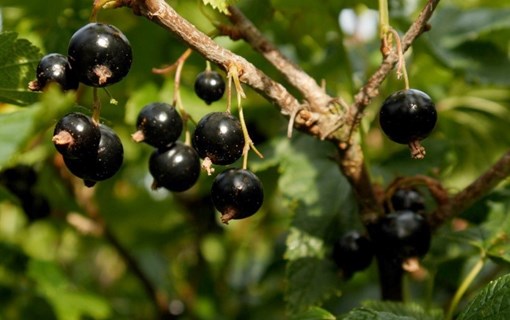 Zeeuwse zwarte bessen