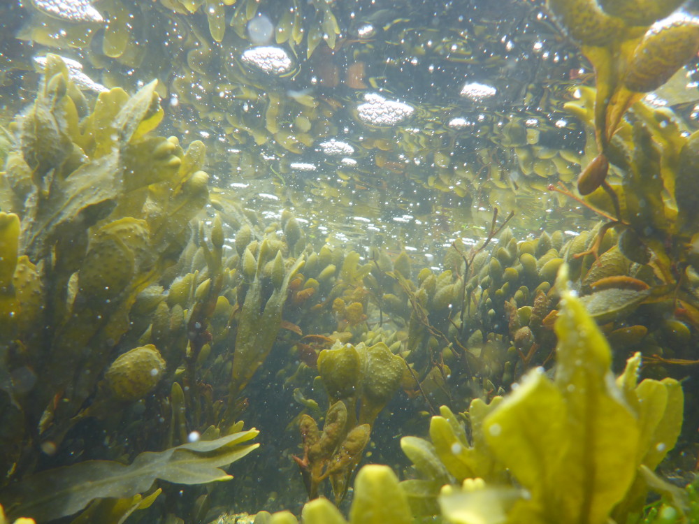 Op smaaksafari via WildWier