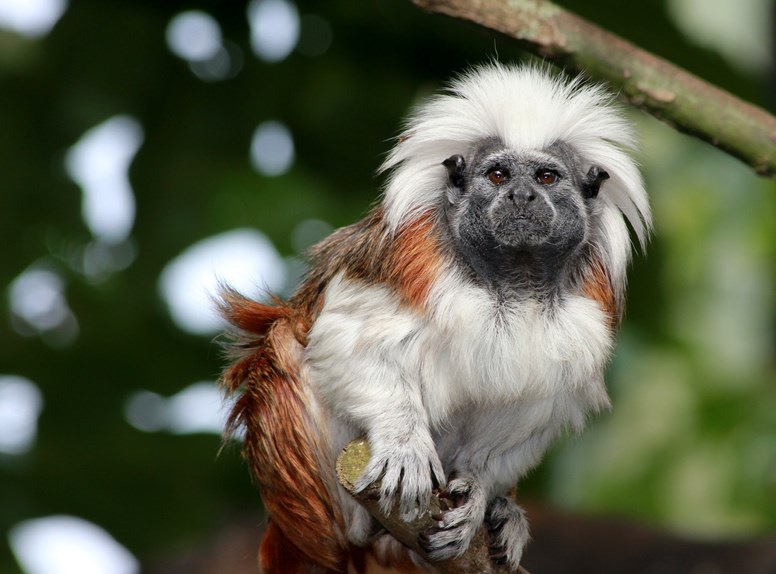 Berkenhof's Tropical Zoo