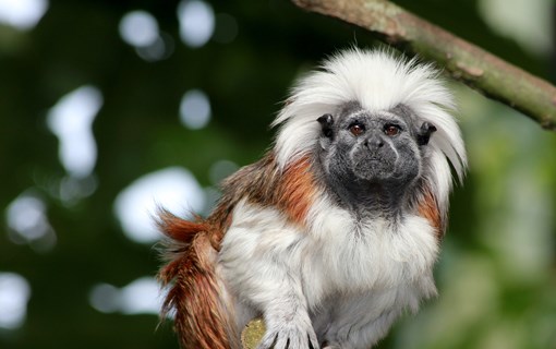 Tropical Zoo