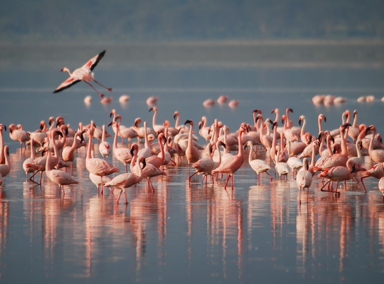 Flamingo's in Zeeland