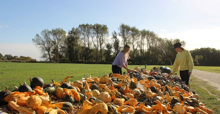 Pompoenen in Zeeland tijdens de herfst