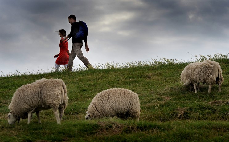 wandelen schapen