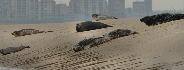 zeehonden