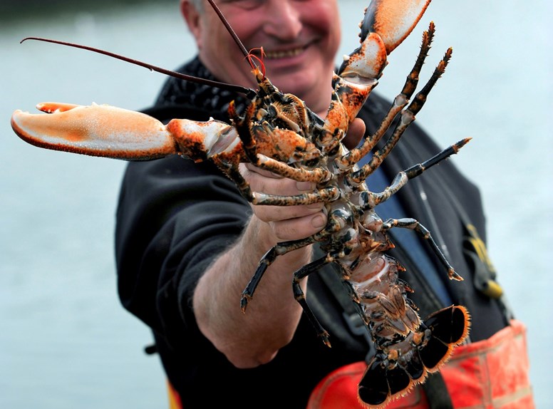 Oosterscheldekreeft Kreeft