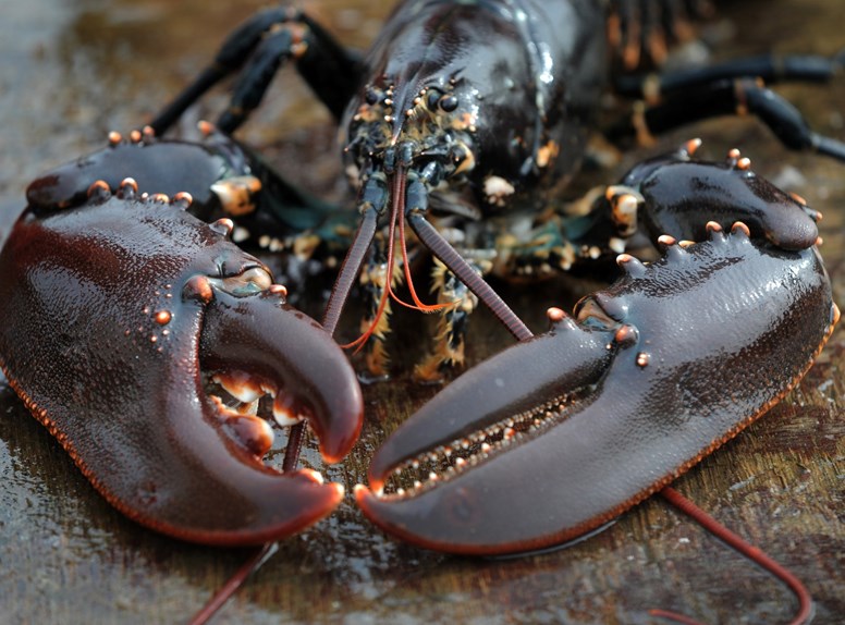 Oosterscheldekreeft kreeft kreeften