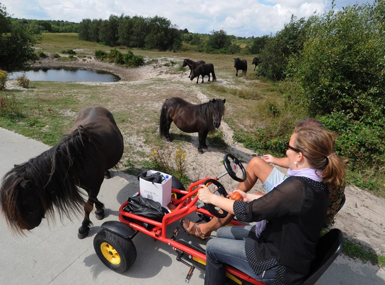 Zeepeduinen Burgh-Haamstede