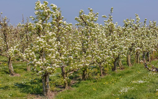 Blüten- und Obstroute