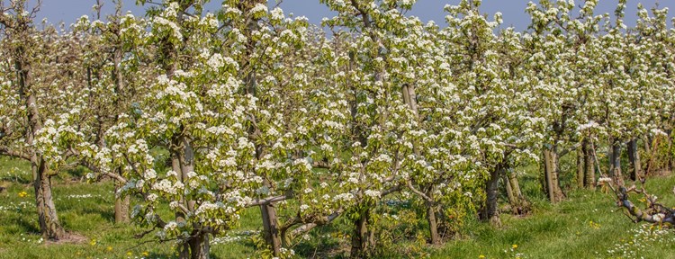 Blossoms in an orchard in Zeeland