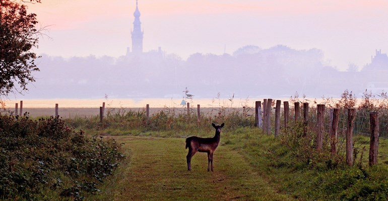 Hirsche beobachten in Zeeland