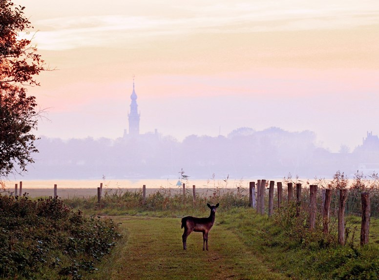 Hirsche beobachten in Zeeland