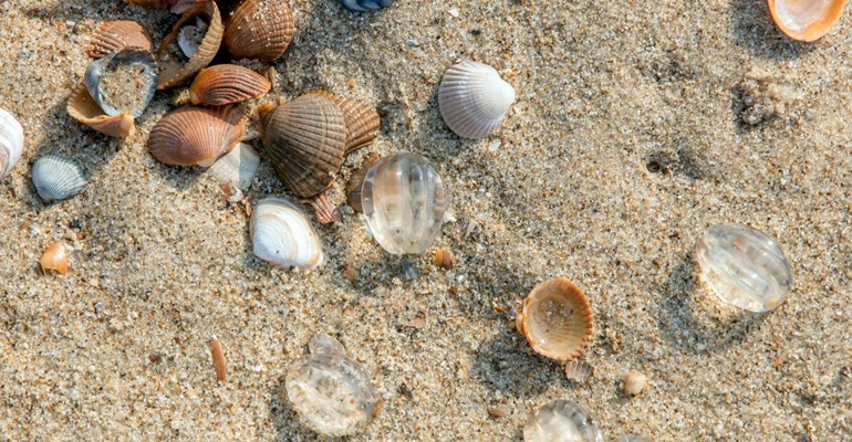 Tijdens het strandjutten kom je zo veel tegen op het strand! Mooie schelpen of  haaientanden. 