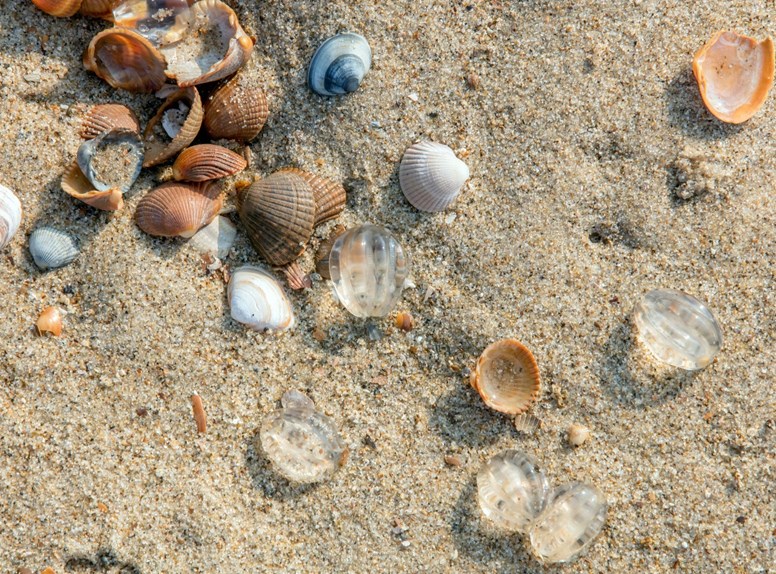 schelpen strand