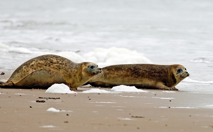 zeehonden