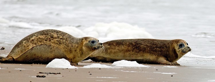 Zeehonden en bruinvissen spotten in Zeeland