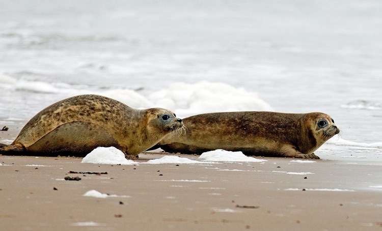 Seals And Porpoises In Zeeland Zeeland Com